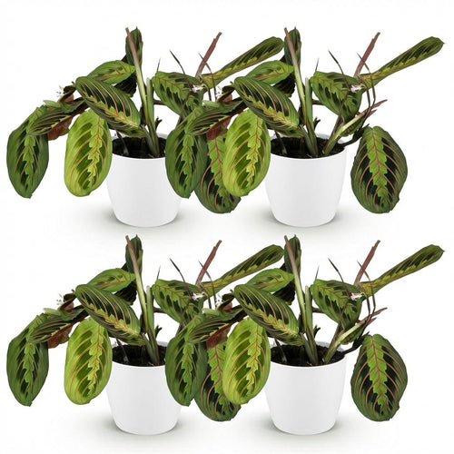 4× Maranta Fascinator Tricolour (Gebetsstaude) im weißen Potter-Übertopf – Ø 12 cm, 25 cm hoch