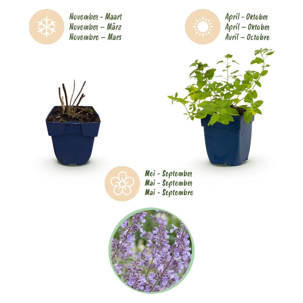 Nepeta faassenii 'Walker’s Low' (Katzenminze) – blau – 6 Pflanzen, Ø 11 cm, 15–25 cm hoch – Bild 4