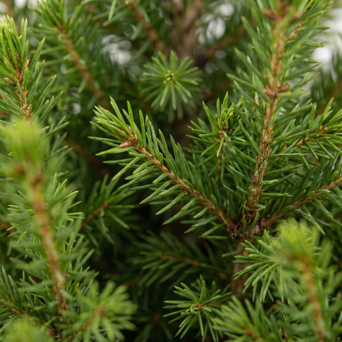 Picea glauca Conica (petit sapin de Noël) – Ø19 cm, 65 cm de haut