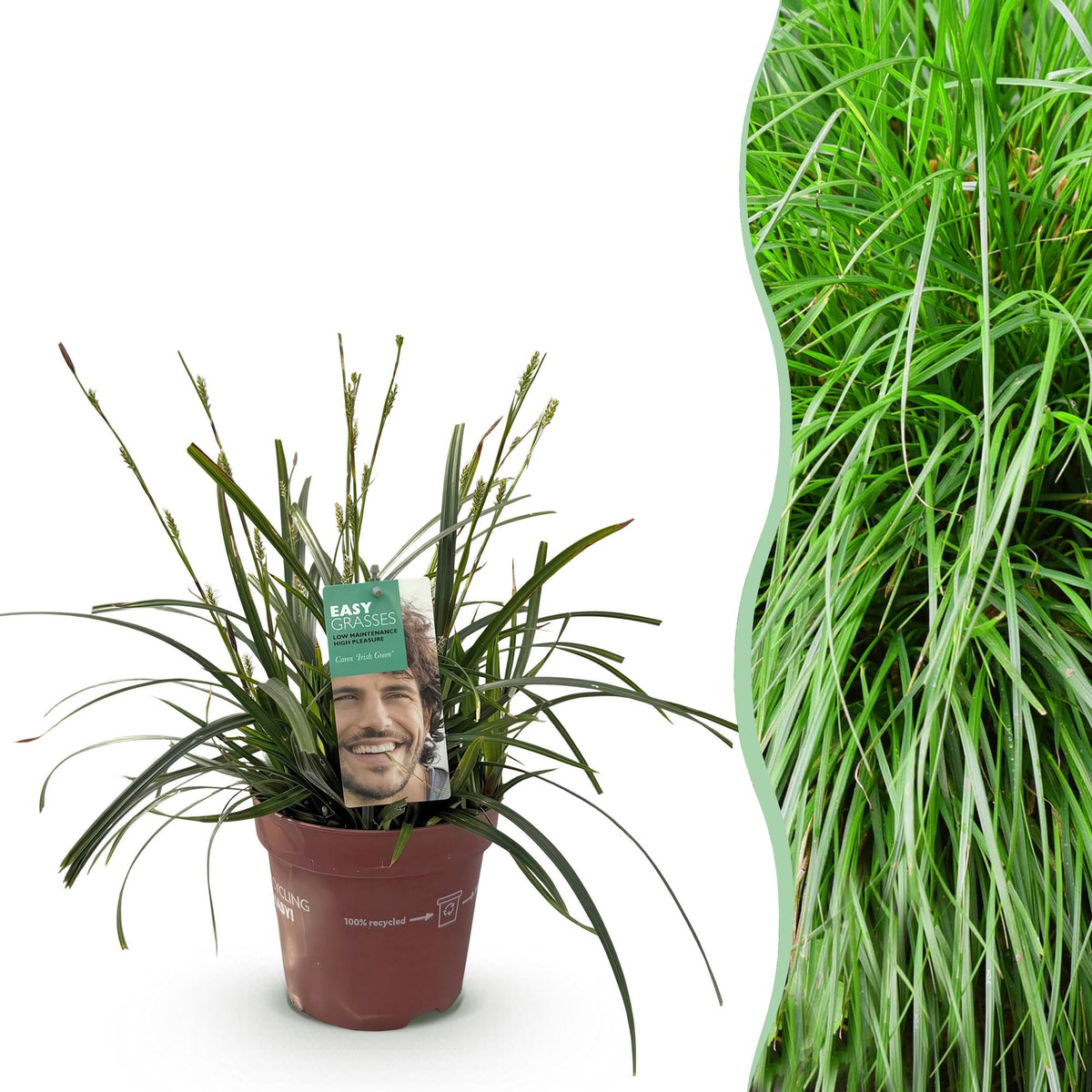 Carex oshimensis 'Intense Green' (zegge) – Ø17 cm, 50 cm hoog