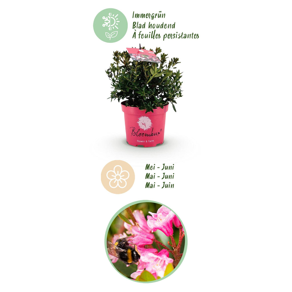 Rhododendron 'Bloombux Magenta' (Rhododendron) – 4 Pflanzen, Ø 17 cm, 30–40 cm hoch – Bild 4
