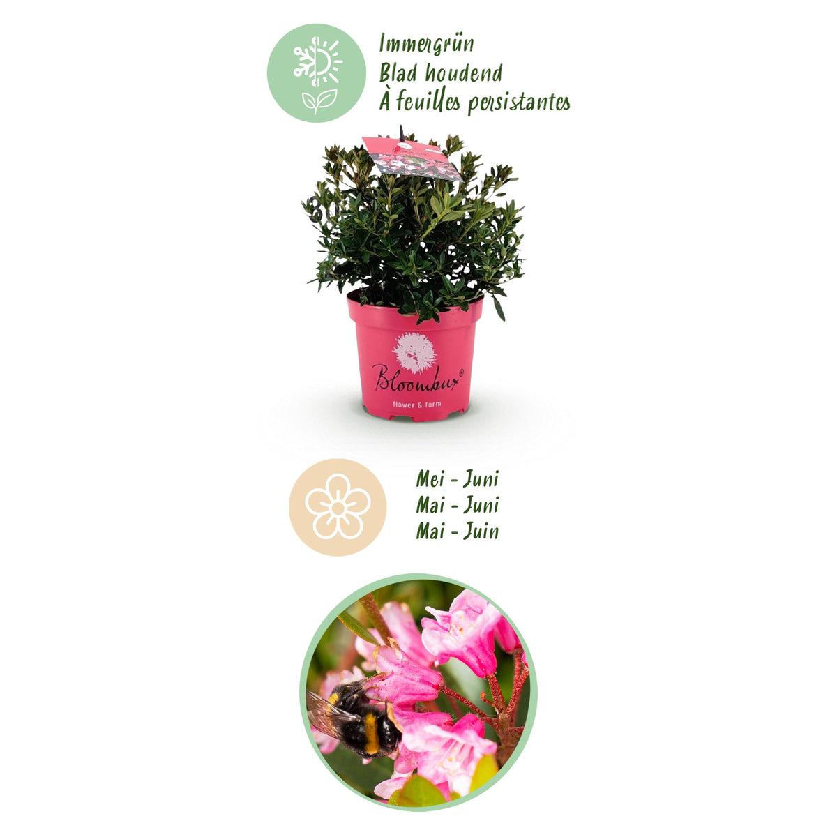 Rhododendron 'Bloombux Magenta' (Rhododendron) – 4 Pflanzen, Ø 17 cm, 30–40 cm hoch – Bild 4