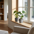 2× Monstera deliciosa (Fensterblatt) im grauen Pflanzkübel von Potter – Ø 12 cm, 30 cm hoch