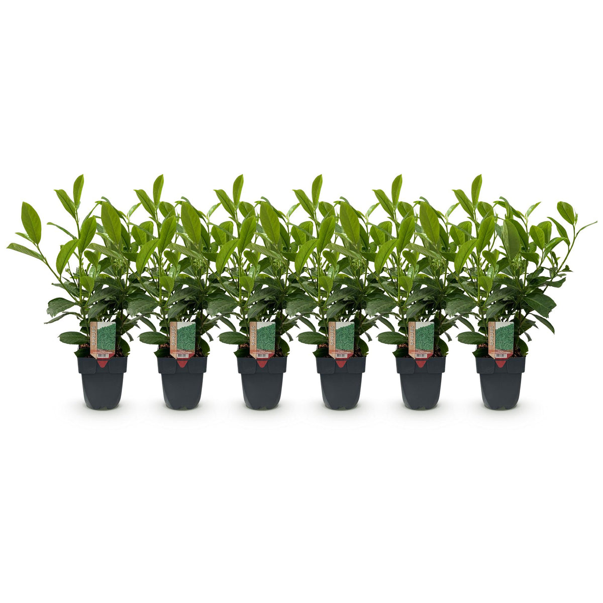 Prunus laurocerasus 'Rotundifolia' (Kirschlorbeer) – 6 Pflanzen, Ø 17 cm, 50 cm hoch – Bild 2