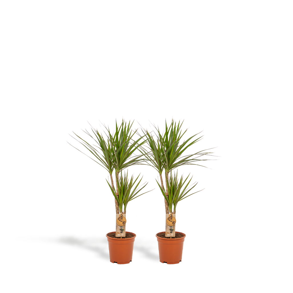 2× Dracaena (drakenboom) – Ø17 cm
