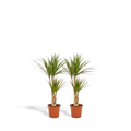2× Dracaena (drakenboom) – Ø17 cm