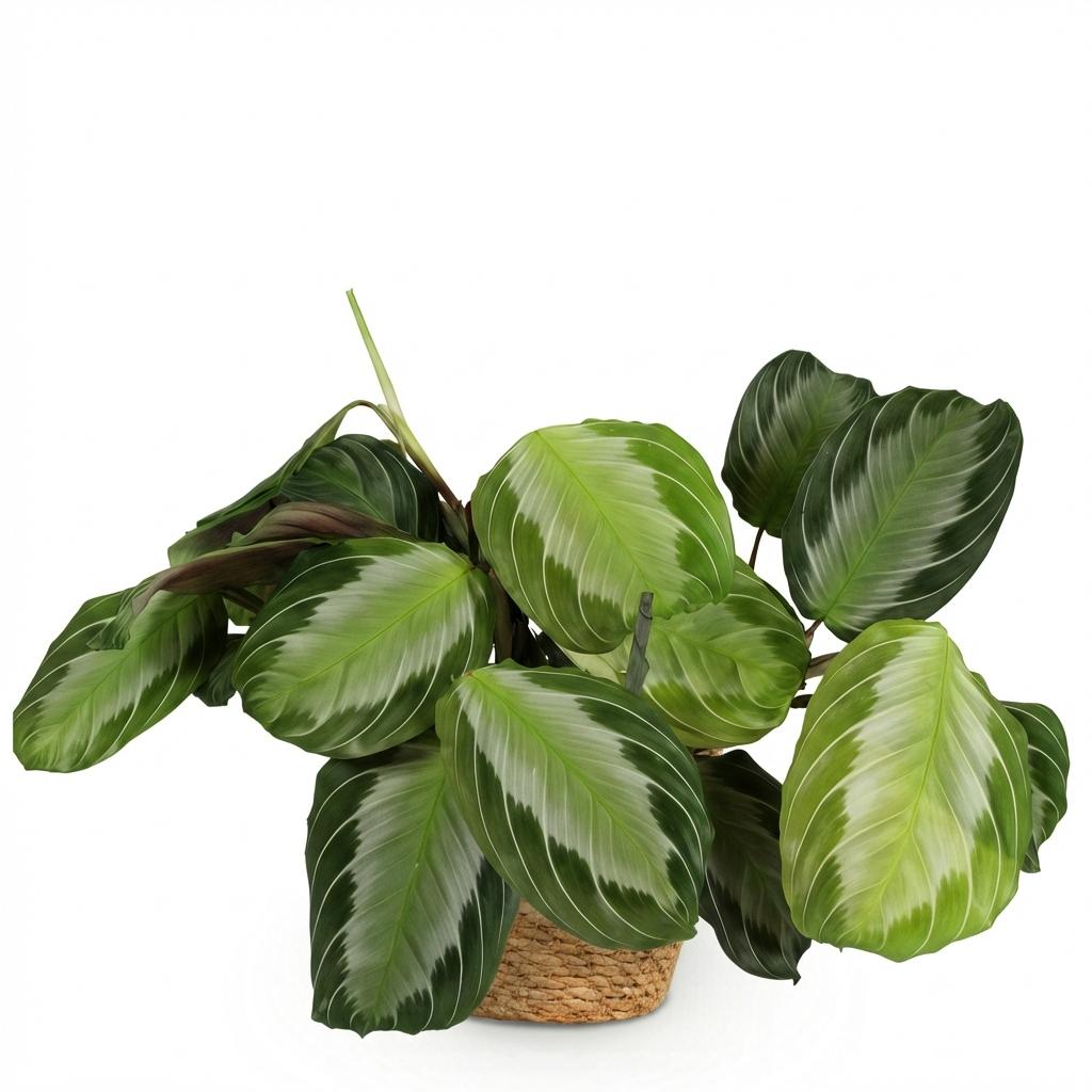Maranta Fascinator Silverband (prayer plant) with basket – Ø12 cm, 25 cm high – photo 2