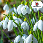 Jacinthe des bois – 30 bulbes