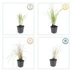 Calamagrostis acut. 'Karl Foerster' (Zierbinenstauden) – 60 Pflanzen, Ø 9 cm, 10–25 cm hoch