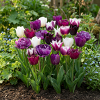 Tulpenmix 'Blueberry' – 48 Blumenzwiebeln (Zwiebelgröße 11/12)