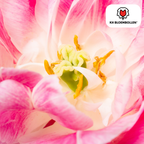 Tulip 'Columbus' – 20 flower bulbs (bulb size 11/12)