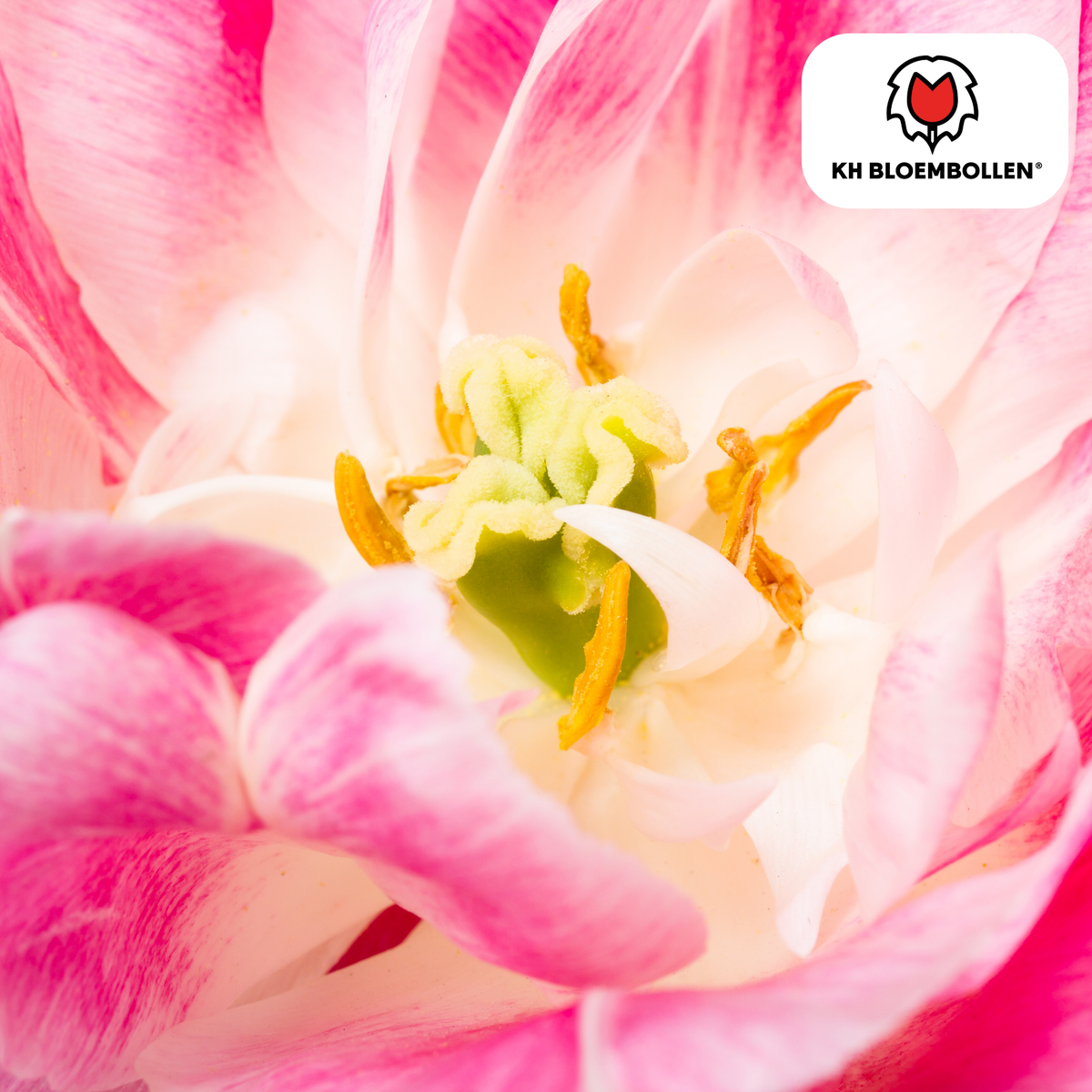 Tulipe 'Columbus' – 20 bulbes (taille 11/12)