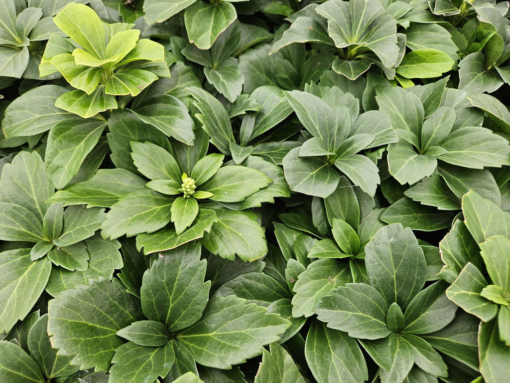Pachysandra terminalis (Japanese spurge) – 6 plants, Ø9 cm, 10–25 cm high – photo 7