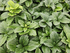 Pachysandra terminalis (Japanese spurge) – 6 plants, Ø9 cm, 10–25 cm high