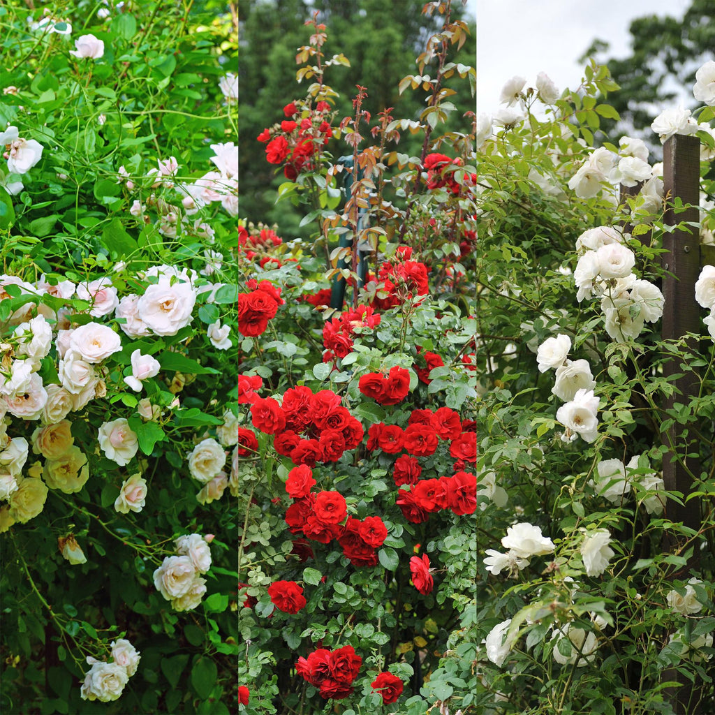 Rosa 'Tricolour' (pink, white and red flowers) – 3 plants, Ø11 cm, 40 cm high – photo 5