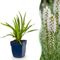 Liatris spicata alba (liatris) – blanc – 24 plantes, Ø11 cm, 15–25 cm de haut