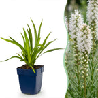 Liatris spicata alba (liatris) – blanc – 24 plantes, Ø11 cm, 15–25 cm de haut