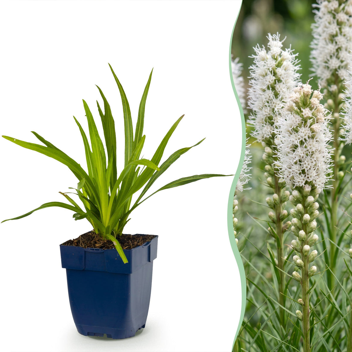 Liatris spicata alba (liatris) – blanc – 24 plantes, Ø11 cm, 15–25 cm de haut