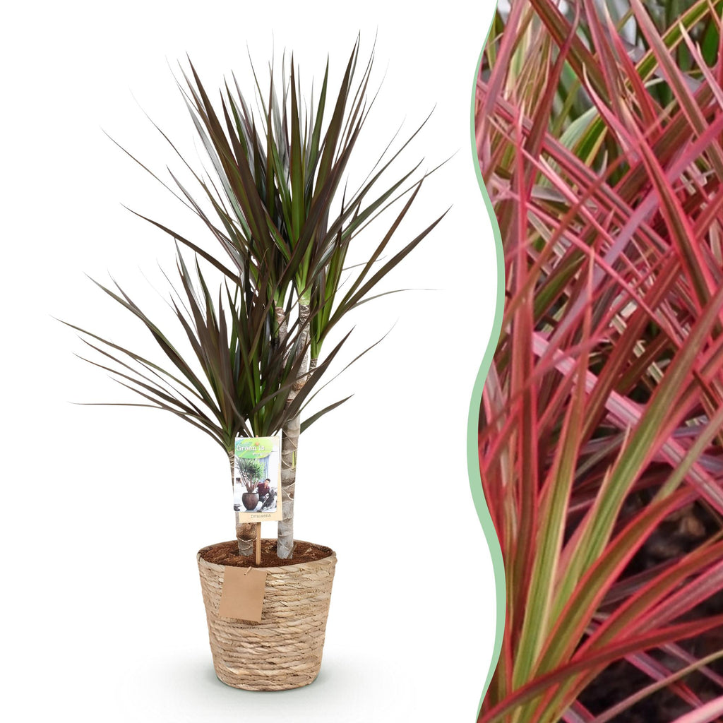 Dracaena Magenta (dragebreg) med kurv – Ø17 cm, 70–80 cm høj