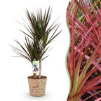 Dracaena Magenta (dragebreg) med kurv – Ø17 cm, 70–80 cm høj
