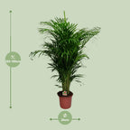 Dypsis lutescens (goudpalm) – Ø24 cm, 125 cm hoog