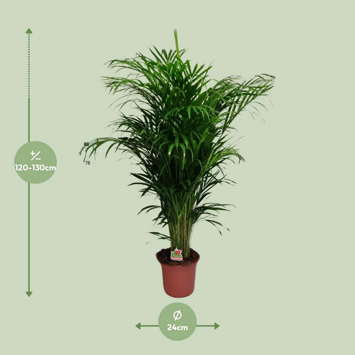 Dypsis lutescens (goudpalm) – Ø24 cm, 125 cm hoog