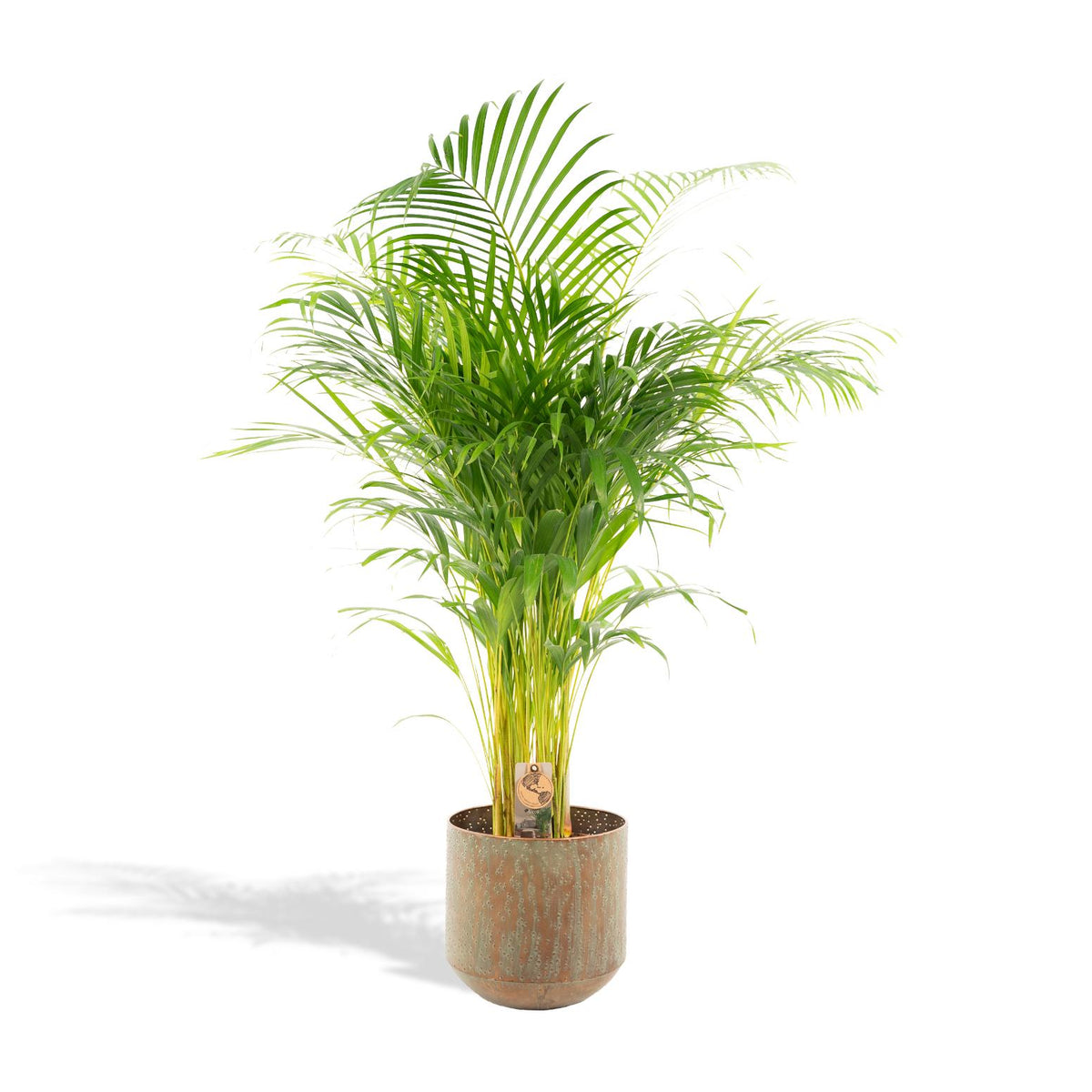 Palmier areca (Dypsis) – Ø21 cm – art. 1464