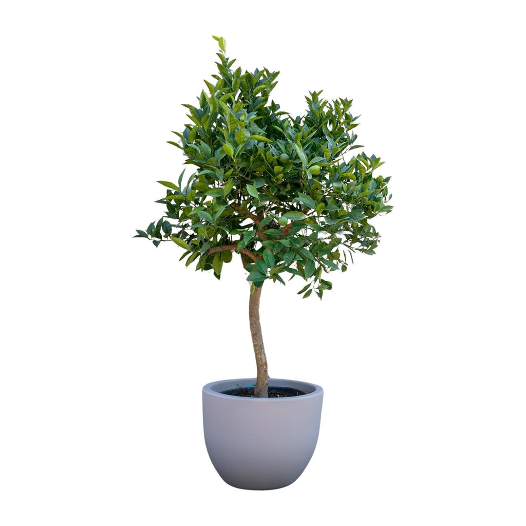 Citrus tree (Citrus) – Ø35 cm, 200 cm high