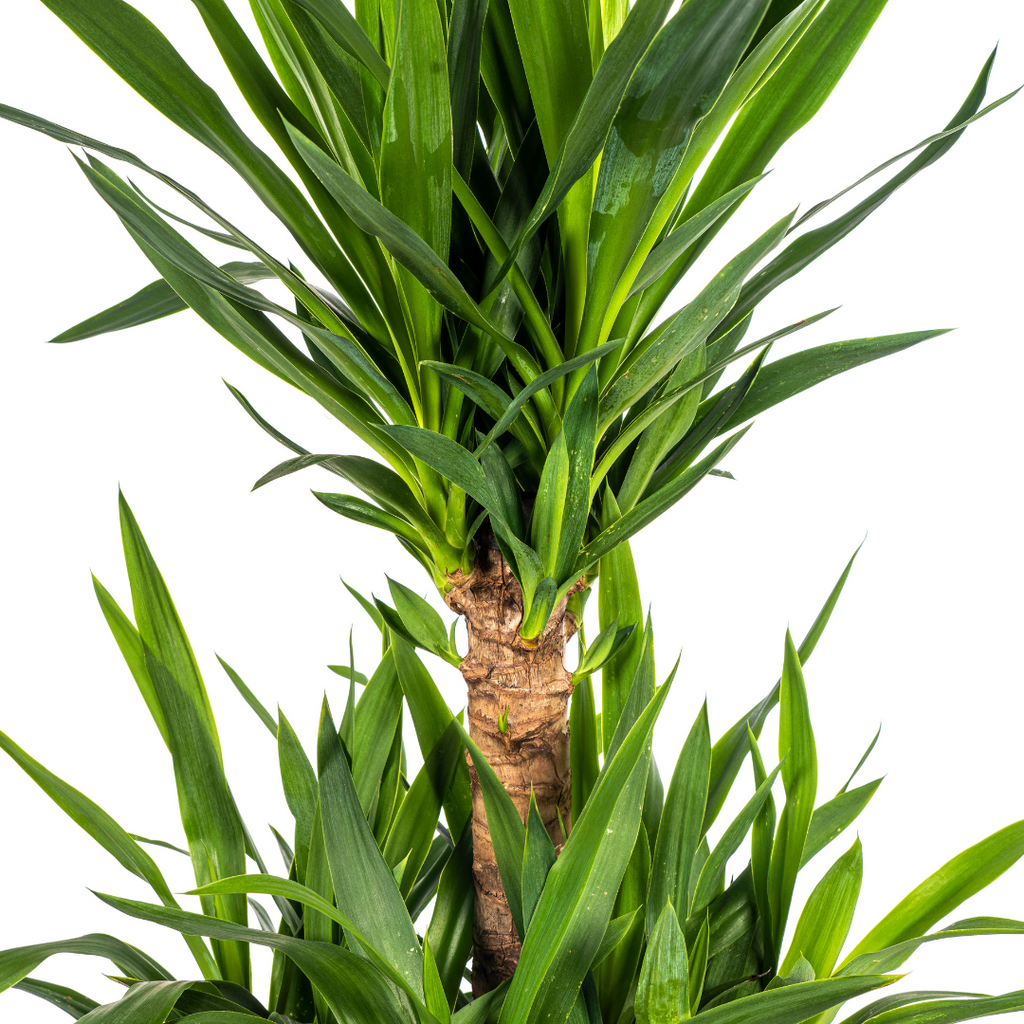 Yucca elephantipes – Ø30 cm, 90–110 cm høj