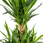 Yucca elephantipes – Ø30 cm, 90–110 cm høj