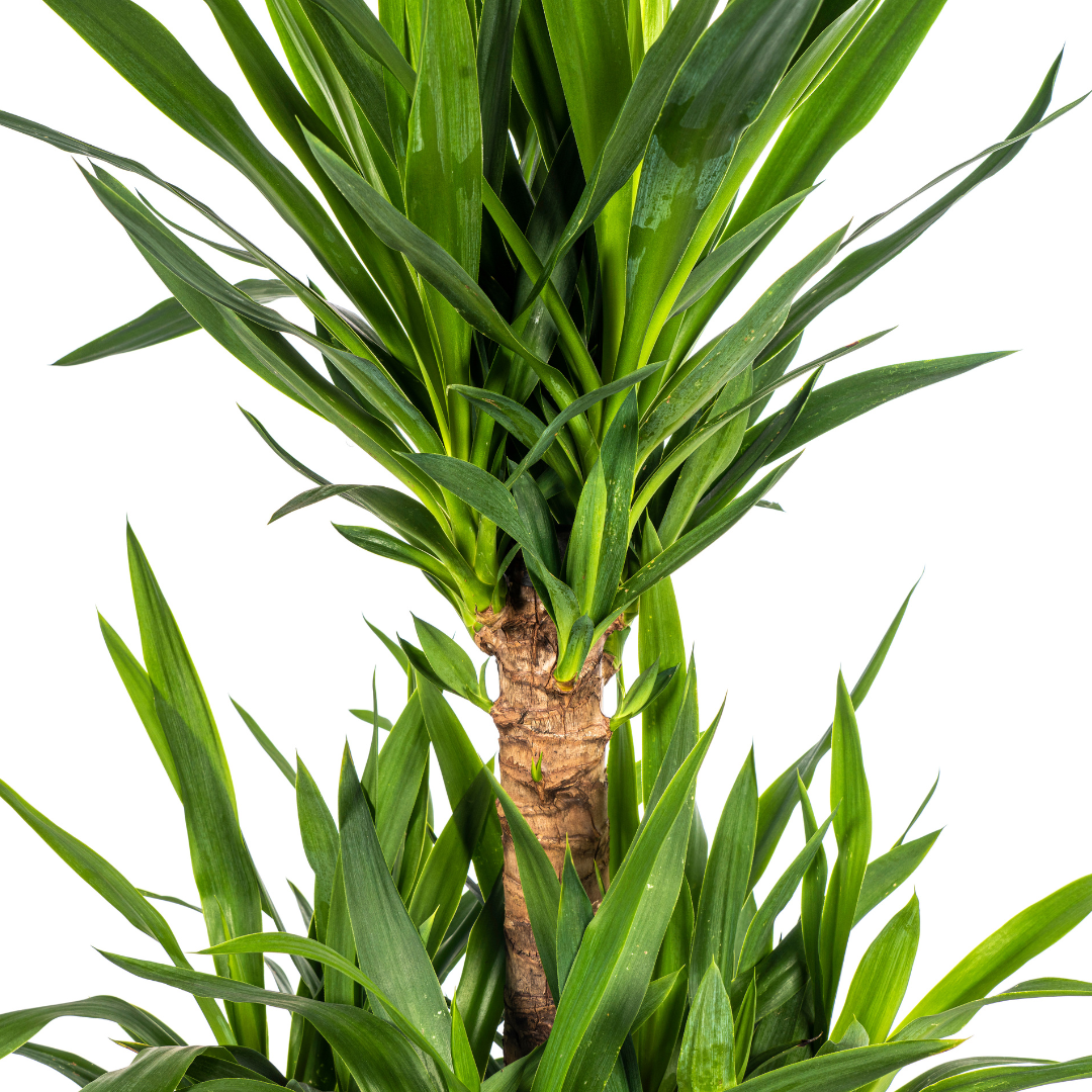 Yucca elephantipes – Ø30 cm, 90–110 cm hoog