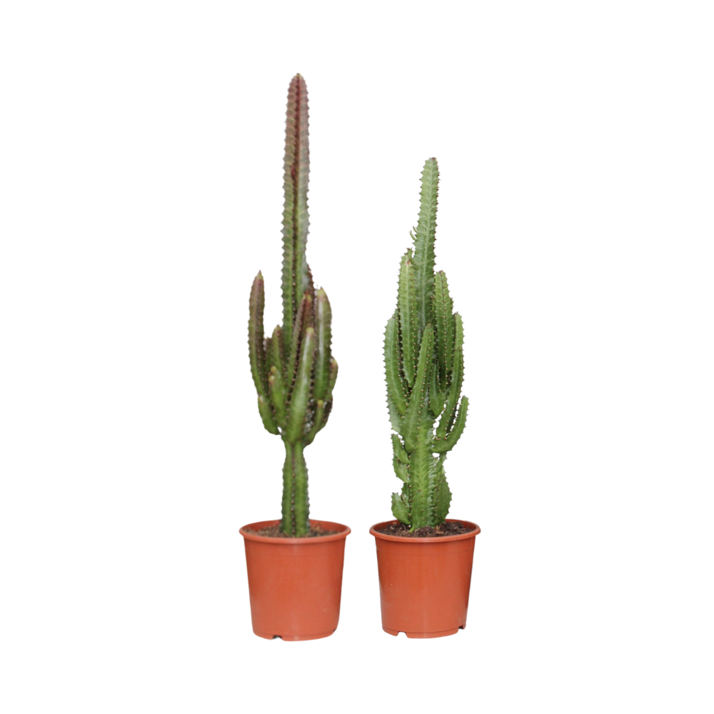 2× Euphorbia Groen / Rood – Ø17 cm, 75 cm hoog