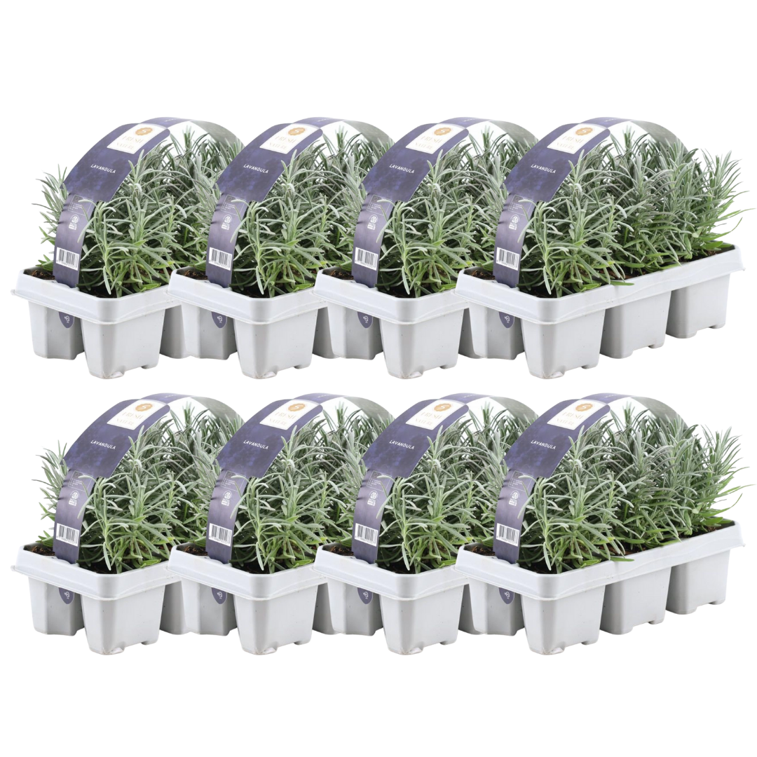 Lavendel (Lavandula) – 48 planten, Ø7 cm, 15 cm hoog