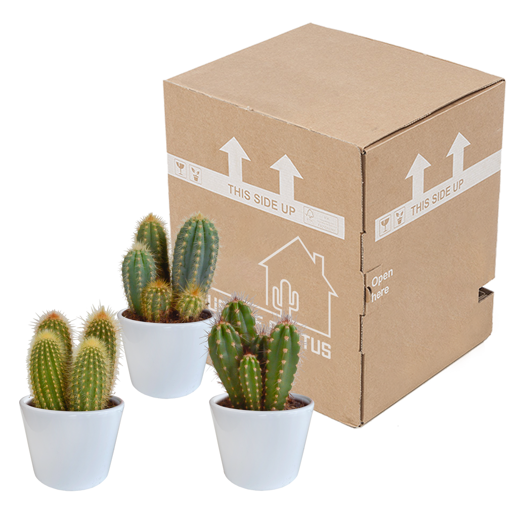 Cereus-Mix (Cactaceae) im weißen Topf – Ø 11 cm, 23 cm hoch