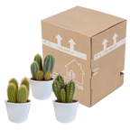 Cereus-Mix (Cactaceae) im weißen Topf – Ø 11 cm, 23 cm hoch