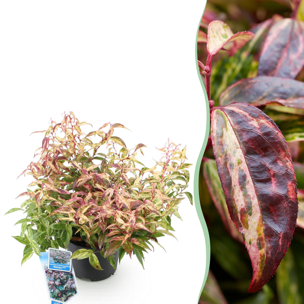Leucothoe 'Makijaz' (braun) – Ø17 cm, 45 cm hoch