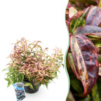 Leucothoe 'Makijaz' (braun) – Ø17 cm, 45 cm hoch