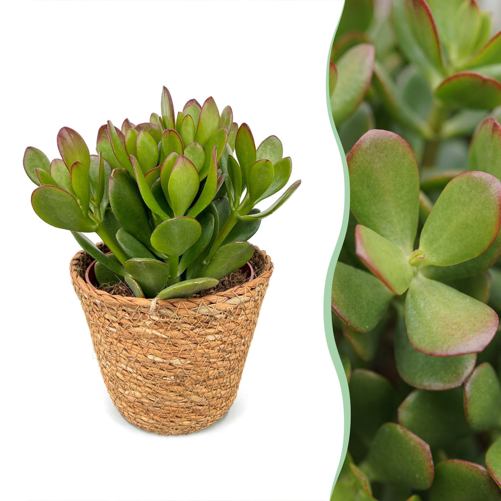 4× Crassula ovata (plante à jade) avec panier – Ø12 cm, 16 cm de haut