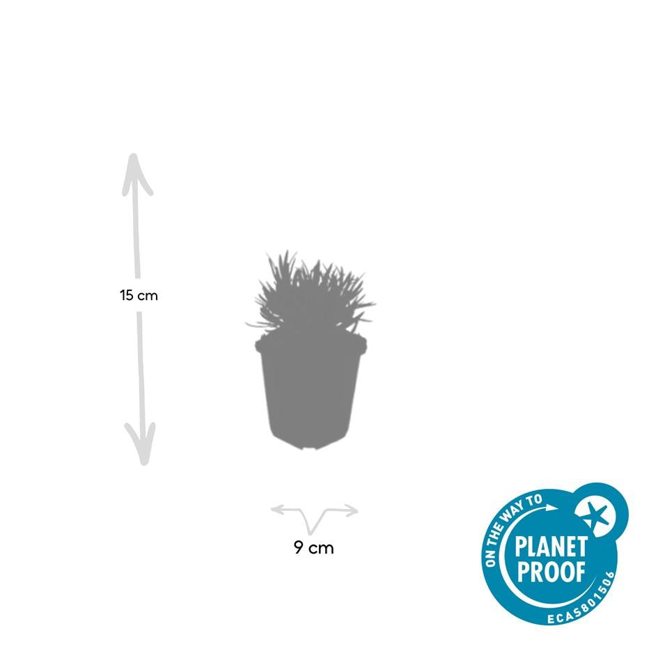 Lavandula int. 'Edelweiss' (lavendel) – 6 planten, Ø9 cm, 10–25 cm hoog