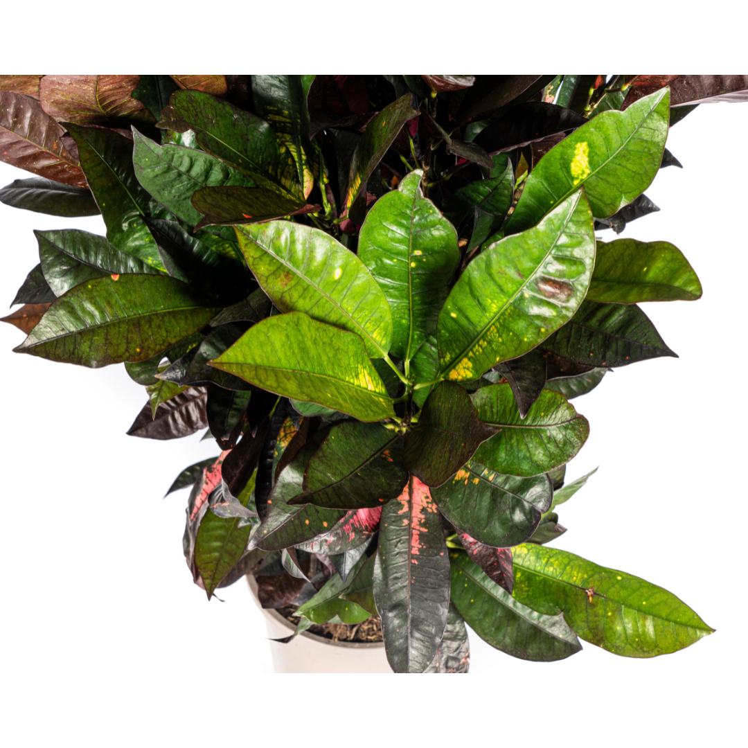 Codiaeum 'Croton' Iceton – Ø24 cm, 80–100 cm hoog
