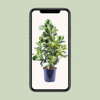 Clusia Rosea White Star – Ø24 cm, 95 cm hoog