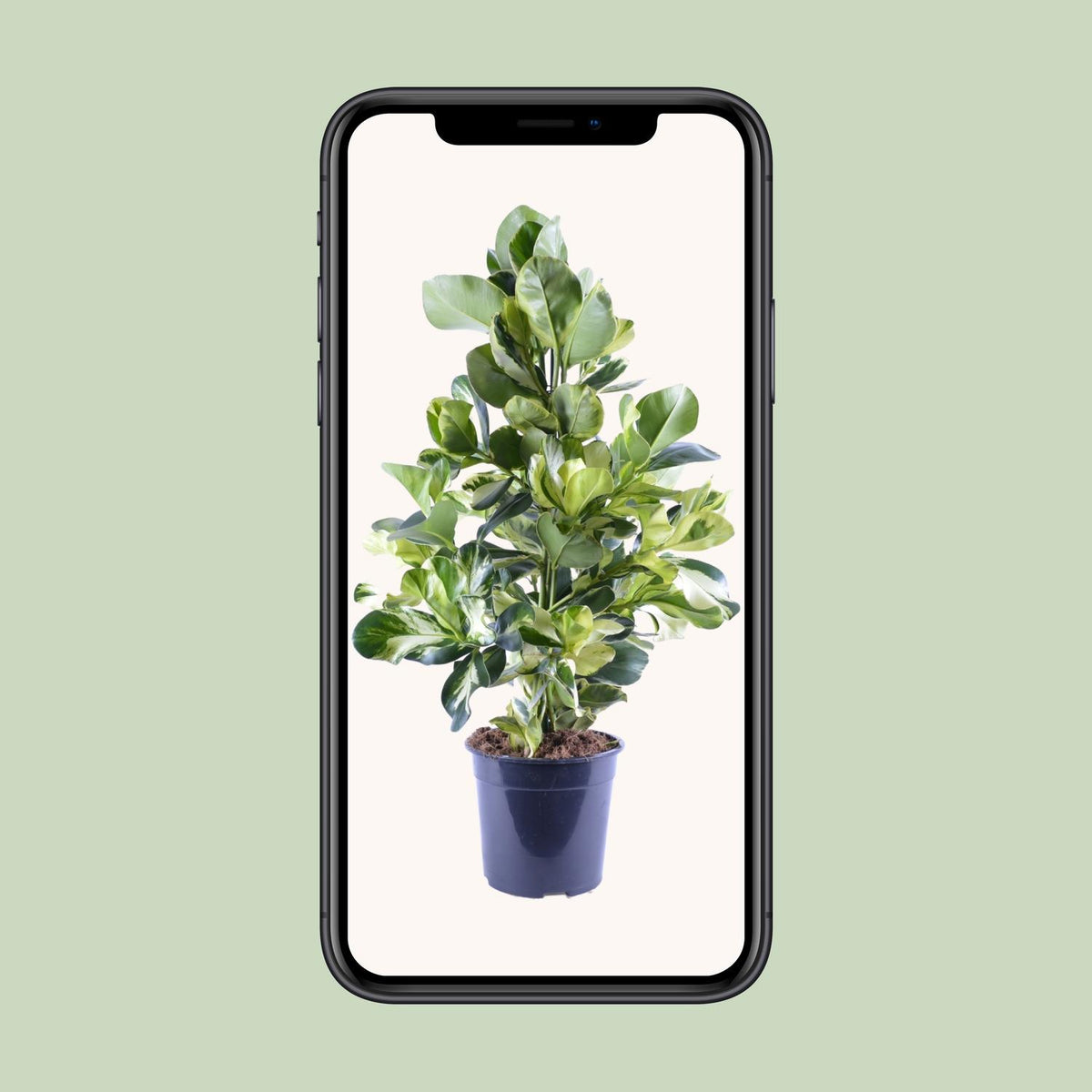 Clusia Rosea White Star – Ø 24 cm, 95 cm hoch