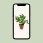 Monstera Minima (mini-monstera) – Ø12 cm, 25 cm hoog