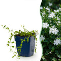 Vinca minor alba (pervenche) – blanc – 6 plantes, Ø11 cm, 15–25 cm de haut
