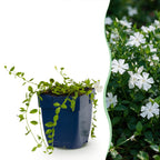 Vinca minor alba (pervenche) – blanc – 6 plantes, Ø11 cm, 15–25 cm de haut