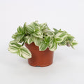 Tradescantia Abliflora Giant – Ø12 cm, 17 cm høj