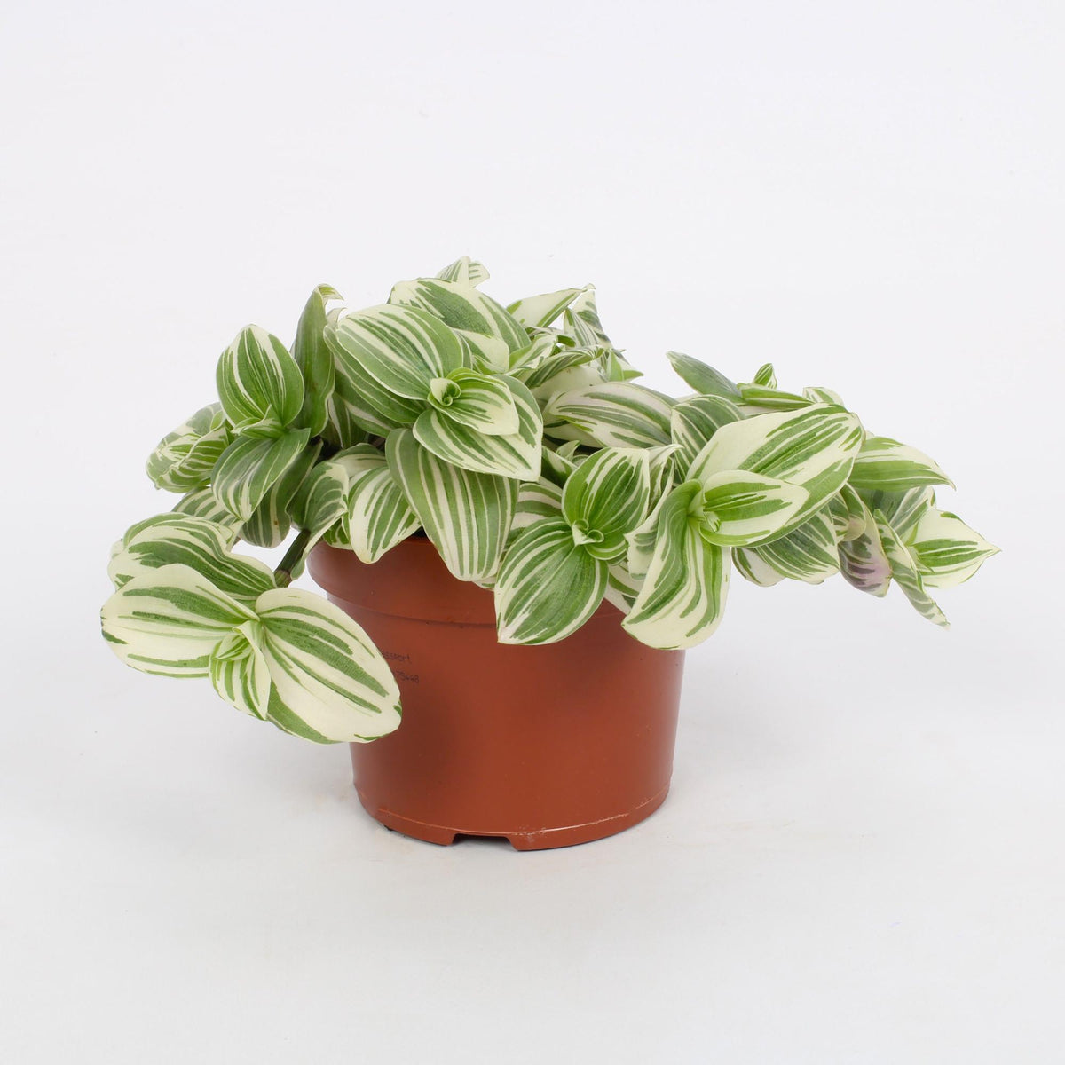 Tradescantia Abliflora Giant – Ø 12 cm, 17 cm hoch