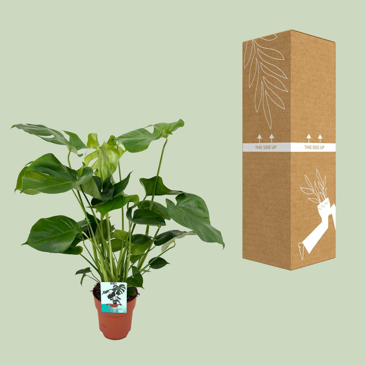 Monstera deliciosa (Fensterblatt) – Ø 19 cm, 60 cm hoch
