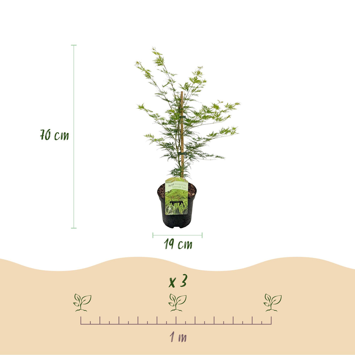 Acer palmatum 'Emerald Lace' (Japanischer Ahorn) – 2 Pflanzen, Ø 19 cm, 70 cm hoch – Bild 3