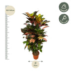Kroton (Codiaeum) – Ø24 cm, 100 cm hög